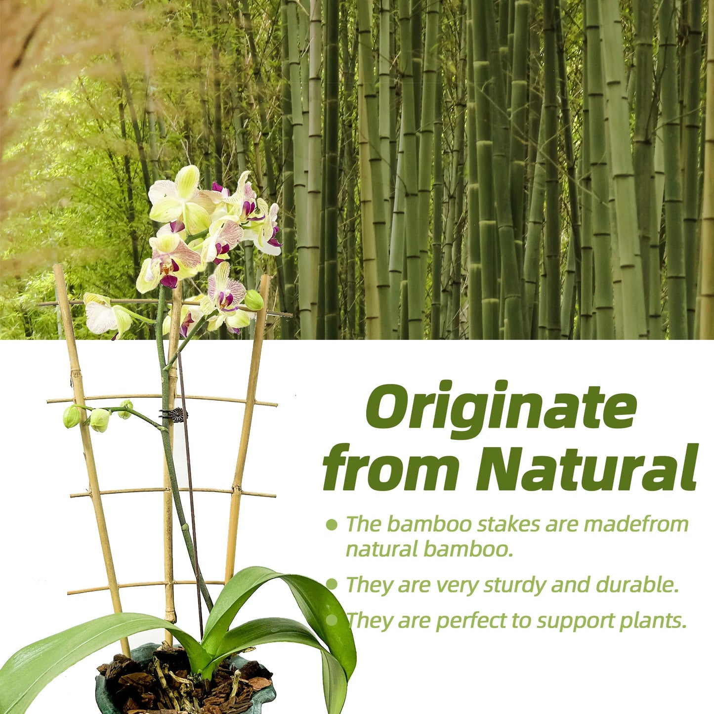 Bamboo Trellis Plant Support for Climbing Plants and Vines