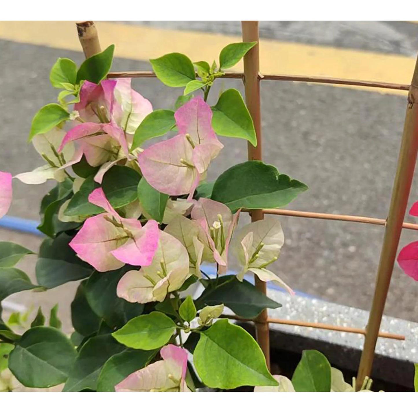 Bamboo Trellis Plant Support for Climbing Plants and Vines